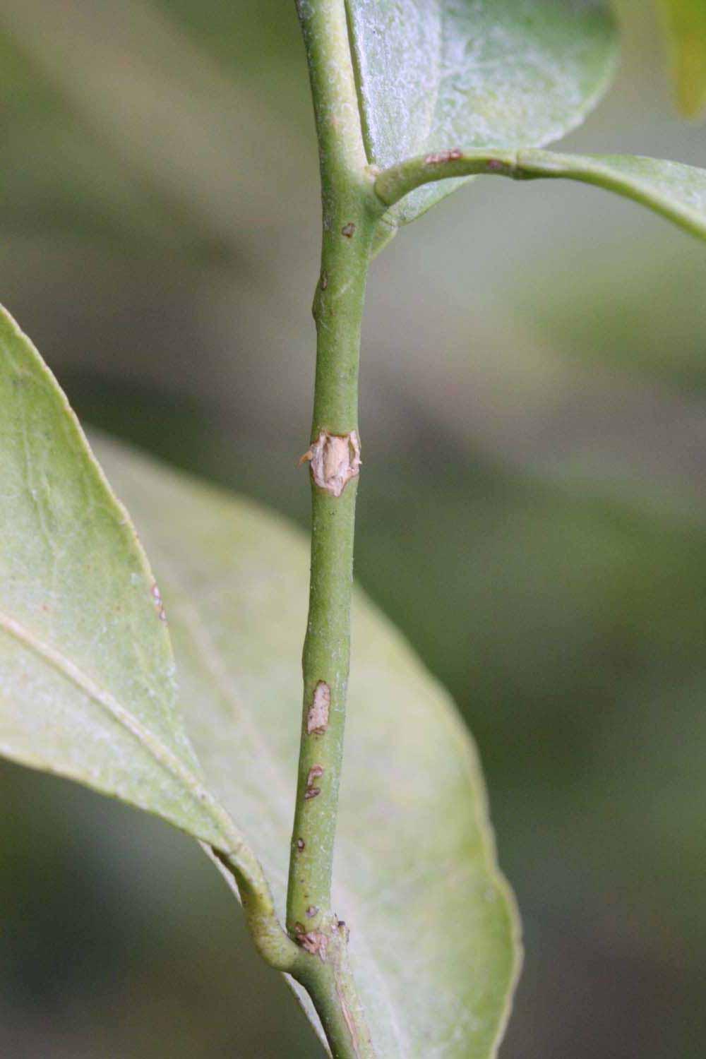            First year twig (Riverside, CA)   